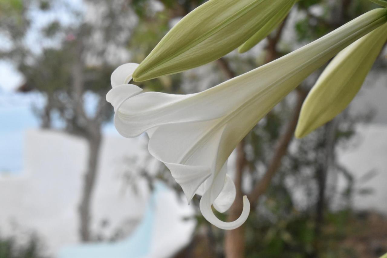 아크앤젤로스 Casa Al Mare 빌라 외부 사진